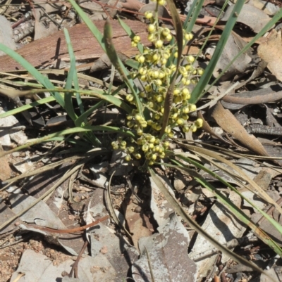 Lomandra filiformis subsp. coriacea (Wattle Matrush) at Weetangera, ACT - 9 Mar 2020 by sangio7