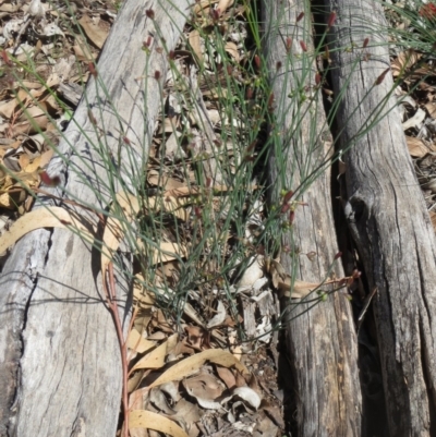 Tricoryne elatior (Yellow Rush Lily) at Weetangera, ACT - 9 Mar 2020 by sangio7