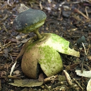 Geastrum tenuipes at Lyneham, ACT - 11 Mar 2020 12:13 PM