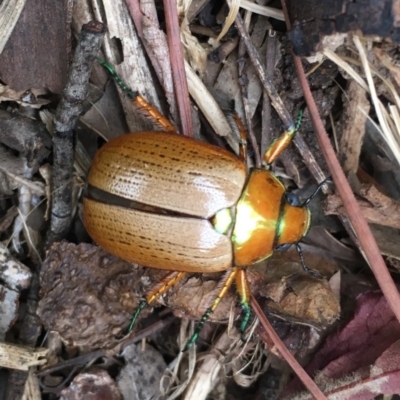 Anoplognathus brunnipennis (Green-tailed Christmas beetle) at Lyneham, ACT - 14 Dec 2019 by HelenWay