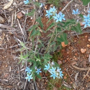 Oxypetalum coeruleum at Hughes, ACT - 11 Mar 2020 05:50 PM