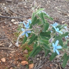 Oxypetalum coeruleum at Hughes, ACT - 11 Mar 2020 05:50 PM