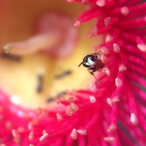 Hylaeus (Prosopisteron) littleri at Acton, ACT - 10 Mar 2020