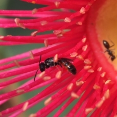 Hylaeus (Prosopisteron) littleri at Acton, ACT - 10 Mar 2020