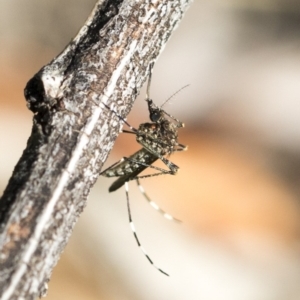 Culicidae (family) at Weetangera, ACT - 10 Mar 2020