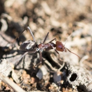 Iridomyrmex purpureus at Weetangera, ACT - 10 Mar 2020