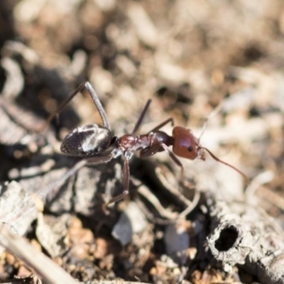 Iridomyrmex purpureus (Meat Ant) at The Pinnacle - 9 Mar 2020 by AlisonMilton