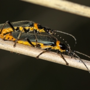 Chauliognathus lugubris at Bruce, ACT - 16 Jan 2012