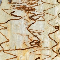 Ogmograptis (genus) (A Scribbly Gum moth (Bucculatricidae) at Bruce, ACT - 16 Jan 2012 by Bron