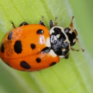 Hippodamia variegata at Bruce, ACT - 16 Jan 2012 12:53 PM