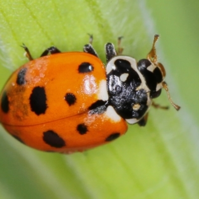 Hippodamia variegata (Spotted Amber Ladybird) at Bruce, ACT - 16 Jan 2012 by Bron