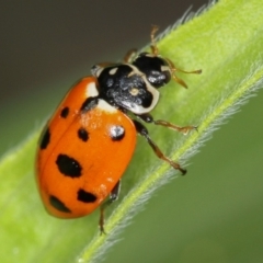 Hippodamia variegata at Bruce, ACT - 16 Jan 2012