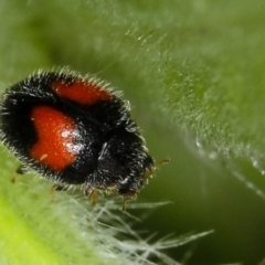 Diomus notescens (Little two-spotted ladybird) at Bruce, ACT - 16 Jan 2012 by Bron