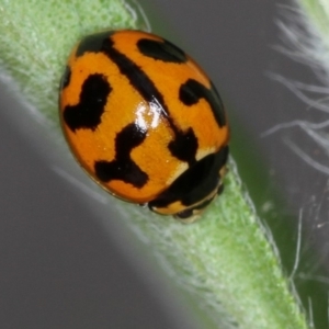 Coccinella transversalis at Bruce, ACT - 16 Jan 2012