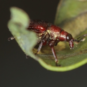 Euops sp. (genus) at Bruce, ACT - 16 Jan 2012 01:06 PM