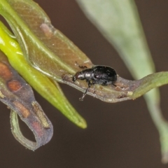 Euops sp. (genus) at Bruce, ACT - 16 Jan 2012 01:06 PM