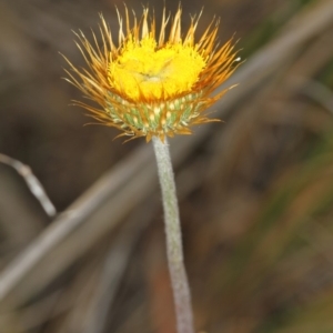 Coronidium oxylepis subsp. lanatum at Bruce, ACT - 16 Jan 2012 12:28 PM