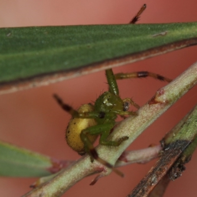 Thomisidae (family) (Unidentified Crab spider or Flower spider) at Bruce, ACT - 16 Jan 2012 by Bron