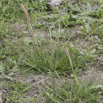 Chloris truncata (Windmill Grass) at Michelago, NSW - 8 Mar 2020 by Illilanga