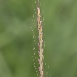 Chloris truncata at Michelago, NSW - 9 Mar 2020