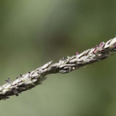 Sporobolus creber (Slender Rat's Tail Grass) at Michelago, NSW - 9 Mar 2020 by Illilanga