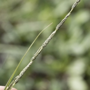 Sporobolus creber at Michelago, NSW - 9 Mar 2020