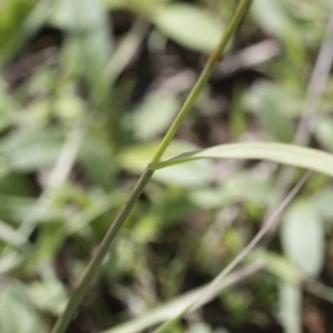 Sporobolus creber at Michelago, NSW - 9 Mar 2020