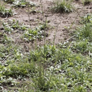 Sporobolus creber at Michelago, NSW - 9 Mar 2020