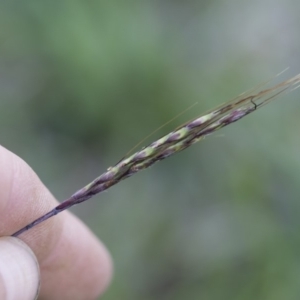 Bothriochloa macra at Michelago, NSW - 7 Mar 2020