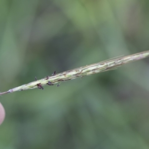 Bothriochloa macra at Michelago, NSW - 7 Mar 2020 05:35 PM