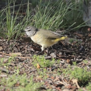 Acanthiza chrysorrhoa at Weetangera, ACT - 10 Mar 2020