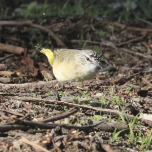 Acanthiza chrysorrhoa at Weetangera, ACT - 10 Mar 2020