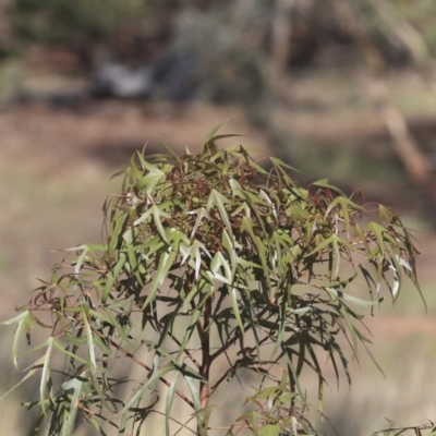Brachychiton populneus subsp. populneus (Kurrajong) at Weetangera, ACT - 10 Mar 2020 by AlisonMilton