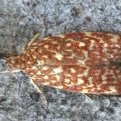 Syringoseca rhodoxantha (A concealer moth) at Majura, ACT - 10 Mar 2020 by jb2602