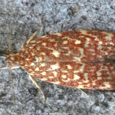 Syringoseca rhodoxantha (A Concealer moth (Wingia group)) at Majura, ACT - 10 Mar 2020 by jb2602