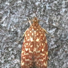 Syringoseca rhodoxantha at Majura, ACT - 10 Mar 2020