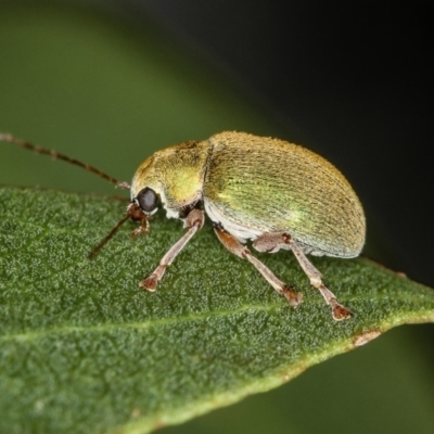 Edusella puberula (Leaf beetle) at Bruce, ACT - 22 Nov 2012 by Bron