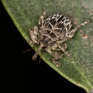 Mogulones geographicus at Bruce, ACT - 22 Nov 2012