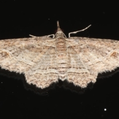 Chloroclystis filata (Filata Moth, Australian Pug Moth) at Ainslie, ACT - 9 Mar 2020 by jb2602