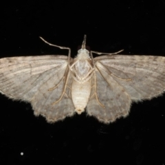 Chloroclystis filata at Ainslie, ACT - 9 Mar 2020