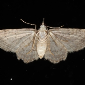 Chloroclystis filata at Ainslie, ACT - 9 Mar 2020