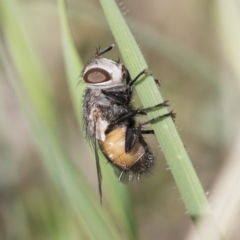 Tritaxys sp. (genus) (A bristle fly) at Weetangera, ACT - 10 Mar 2020 by AlisonMilton