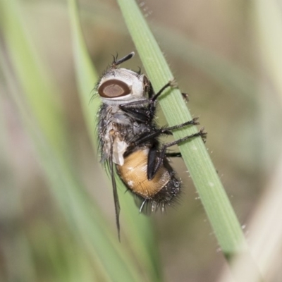 Tritaxys sp. (genus) (A bristle fly) at Weetangera, ACT - 9 Mar 2020 by AlisonMilton