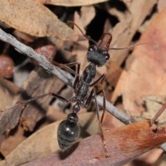 Myrmecia pyriformis (A Bull ant) at Hackett, ACT - 10 Mar 2020 by TimL