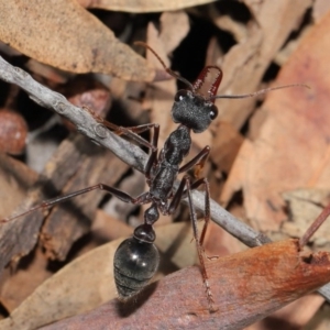 Myrmecia pyriformis at Hackett, ACT - 10 Mar 2020