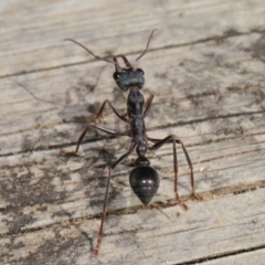 Myrmecia pyriformis at Hackett, ACT - 10 Mar 2020