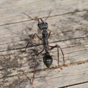 Myrmecia pyriformis at Hackett, ACT - 10 Mar 2020 11:45 AM