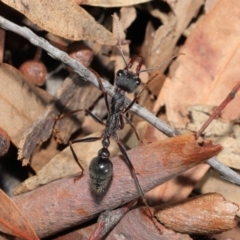 Myrmecia pyriformis at Hackett, ACT - 10 Mar 2020 11:45 AM