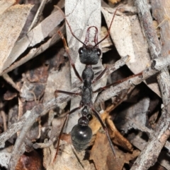 Myrmecia pyriformis at Hackett, ACT - 10 Mar 2020 11:45 AM