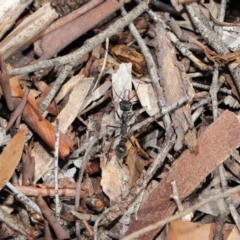 Myrmecia pyriformis at Hackett, ACT - 10 Mar 2020